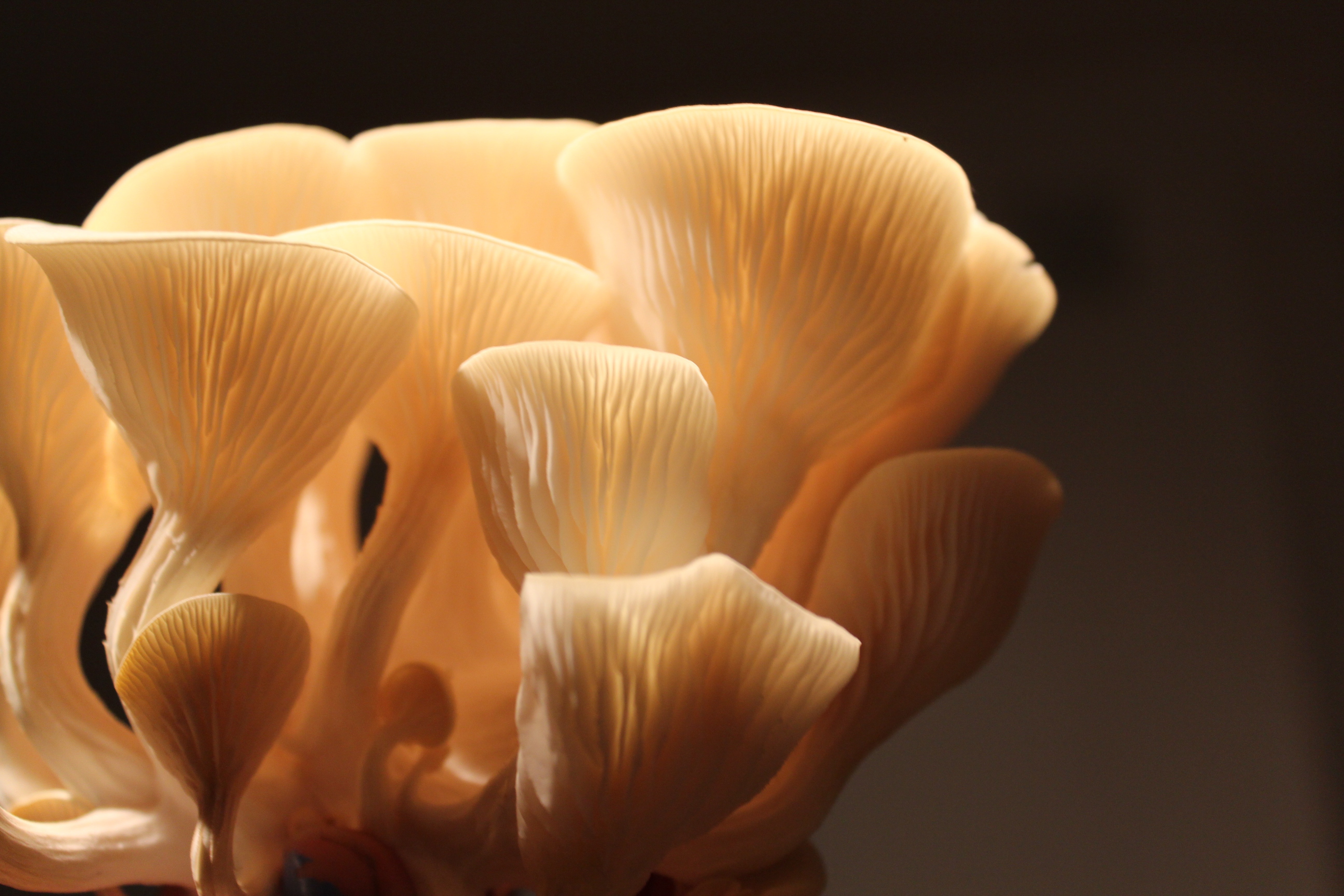 top rated medicinal mushroom supplements